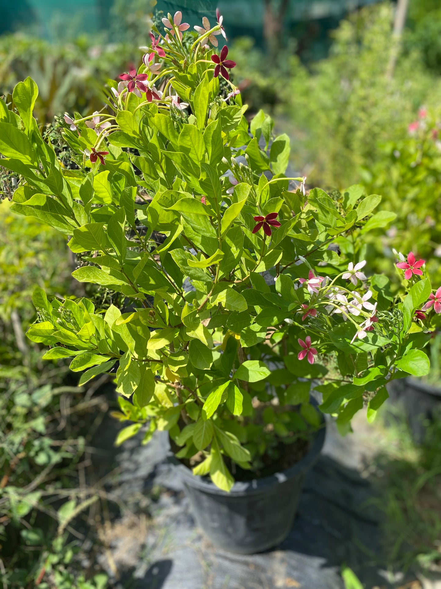 Madhumati Flowering Plant - XL