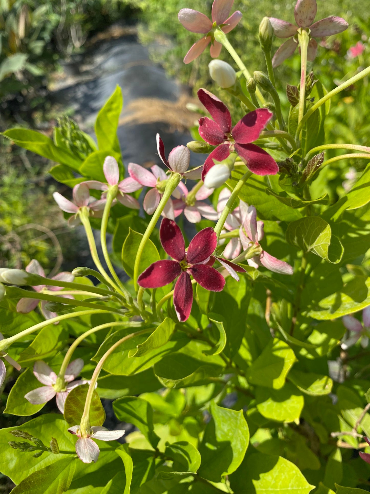 Madhumati Flowering Plant - XL
