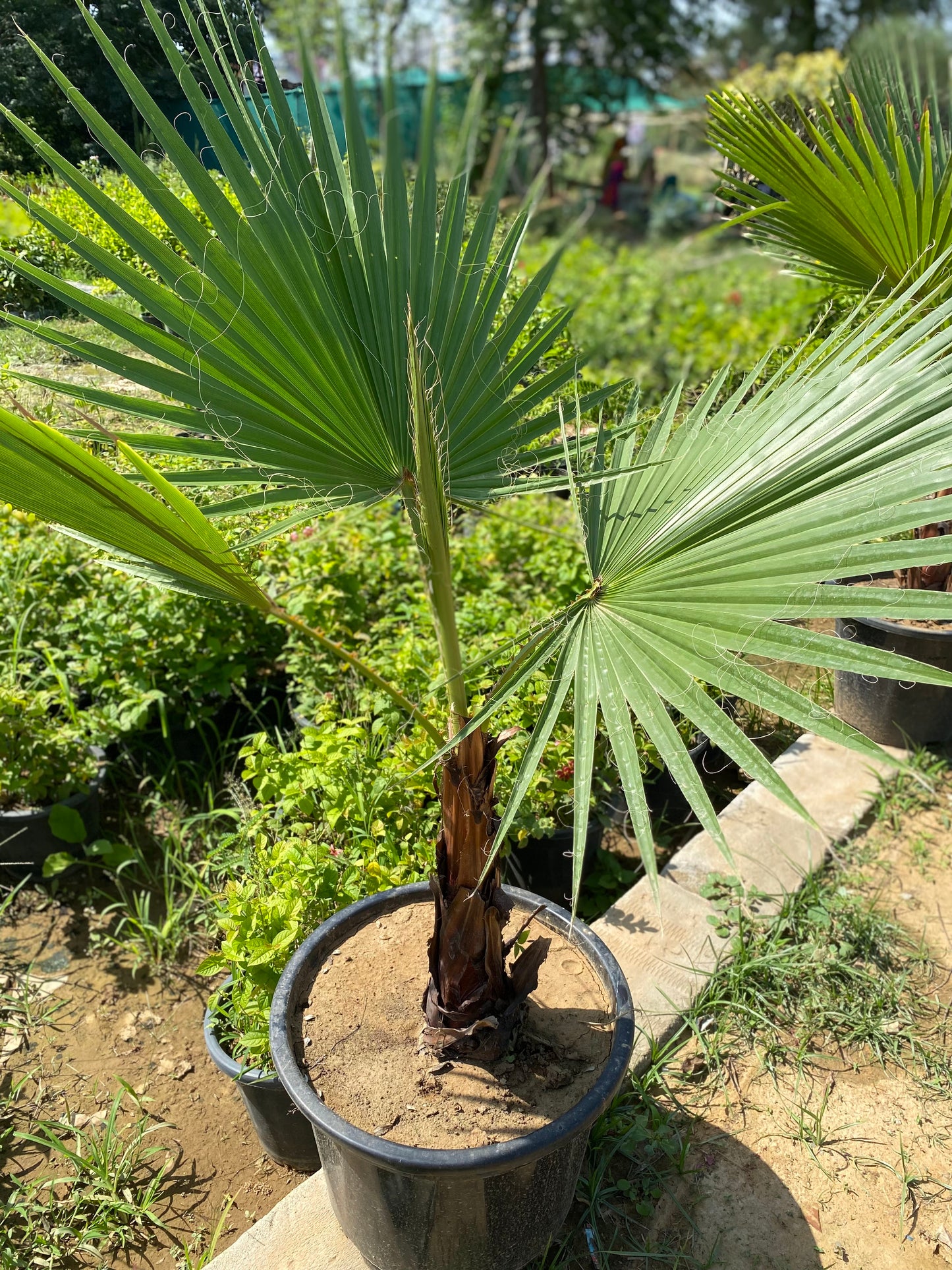 Washingtonia Palm Plant - XL