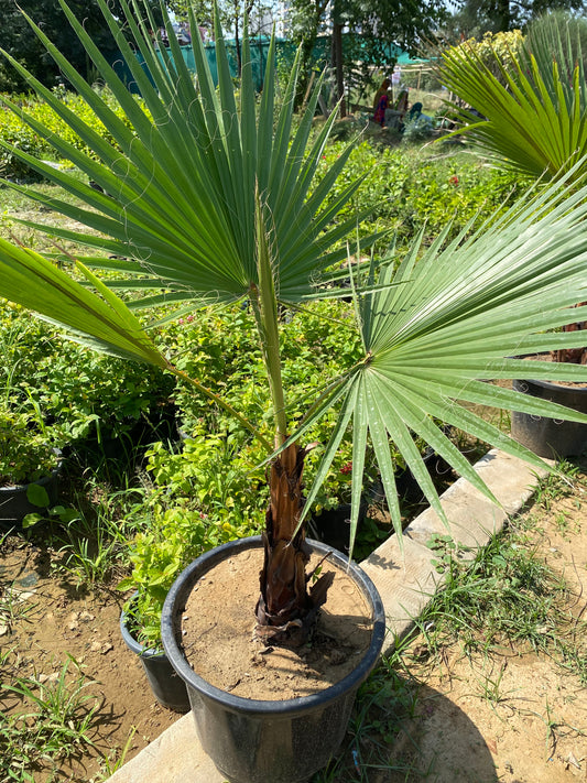 Washingtonia Palm Plant - XL