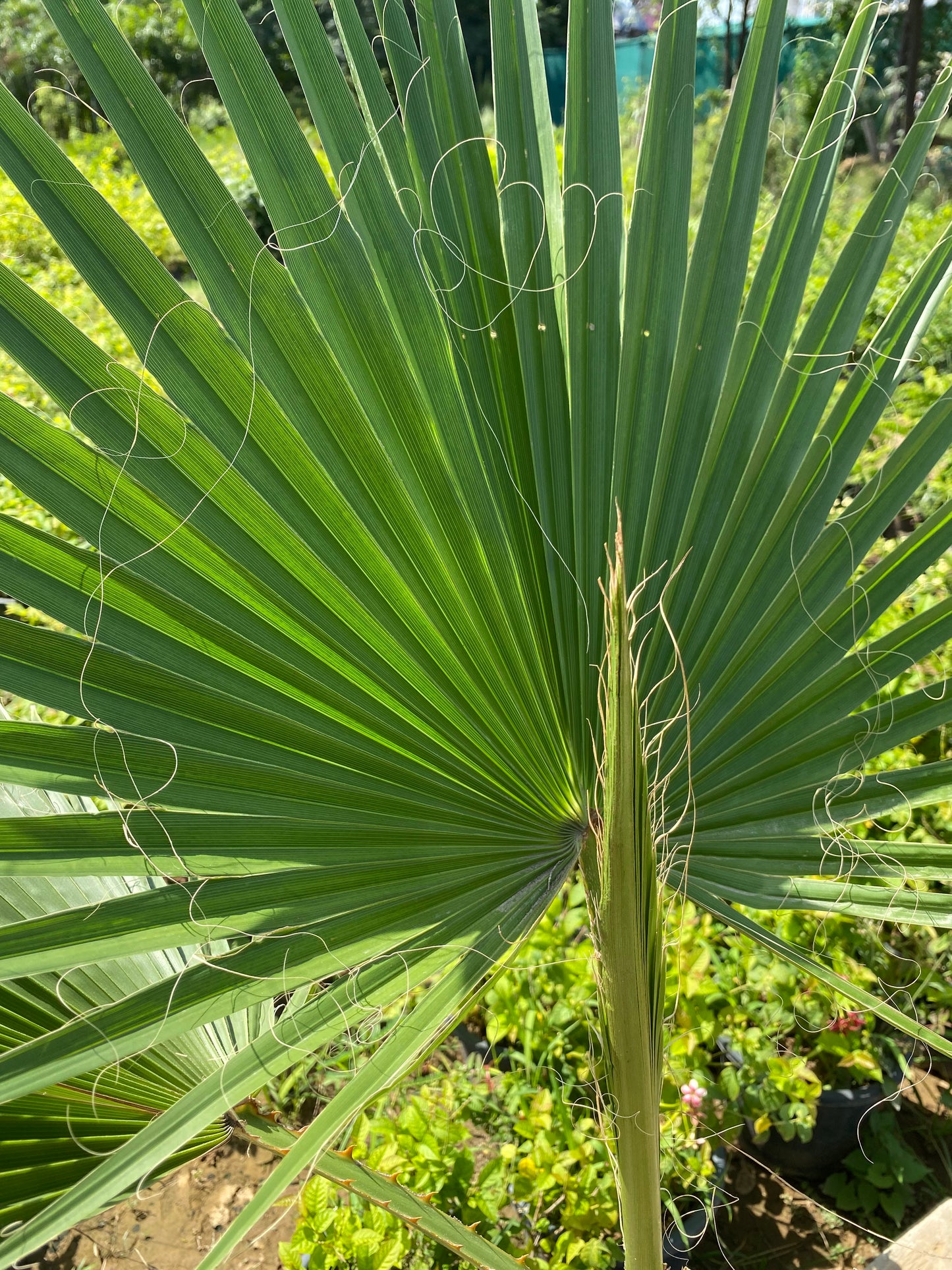 Washingtonia Palm Plant - XL