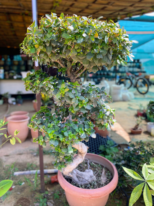 China S Shaped Ficus Bonsai Plant - XL