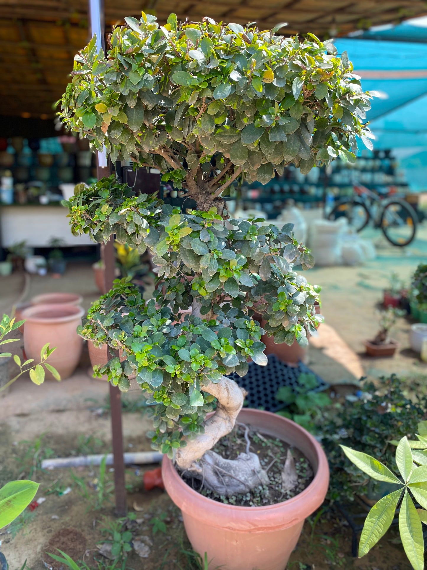 China S Shaped Ficus Bonsai Plant - XL