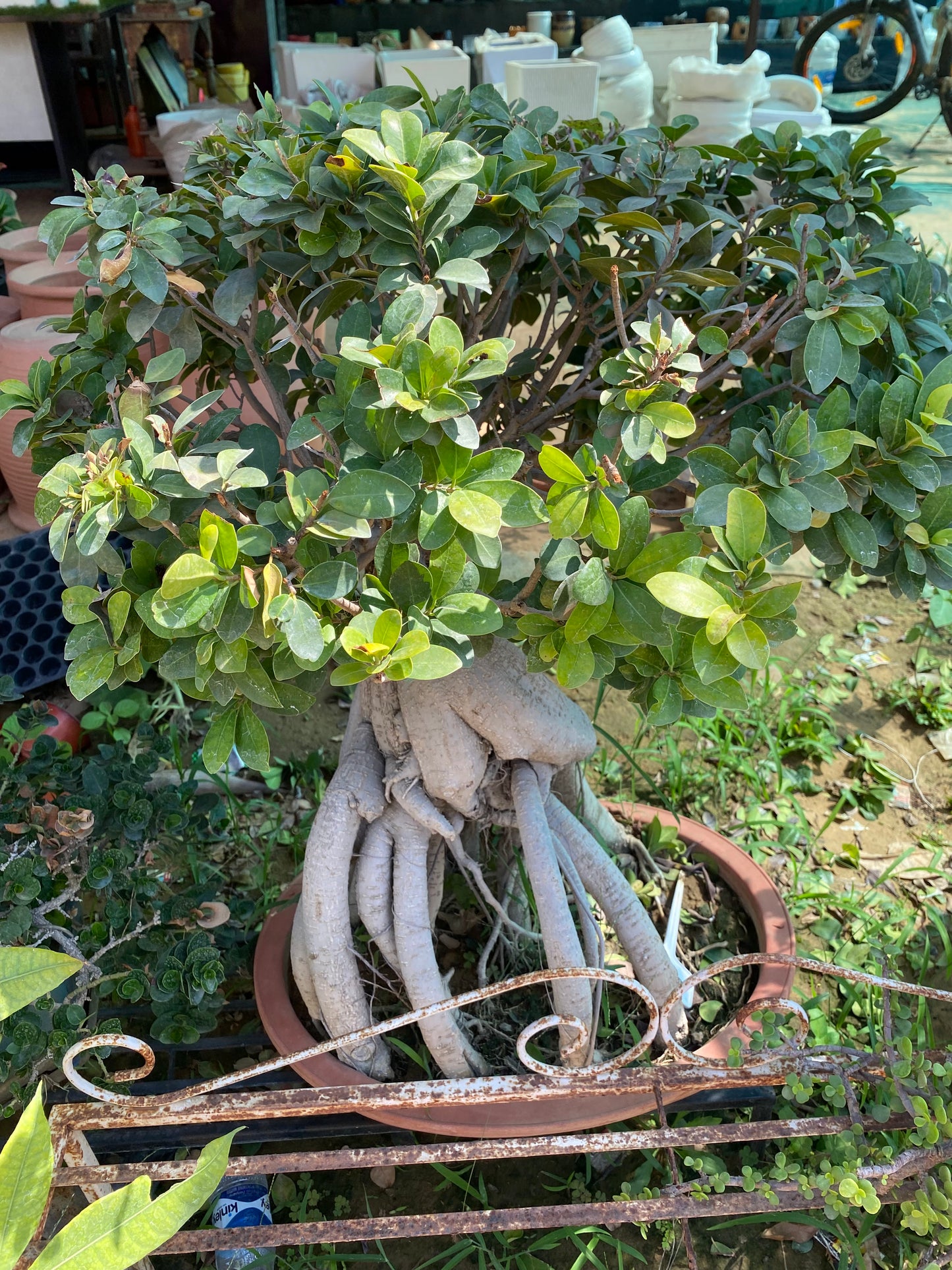 Banyan Tree Ficus Bonsai Plant - XL