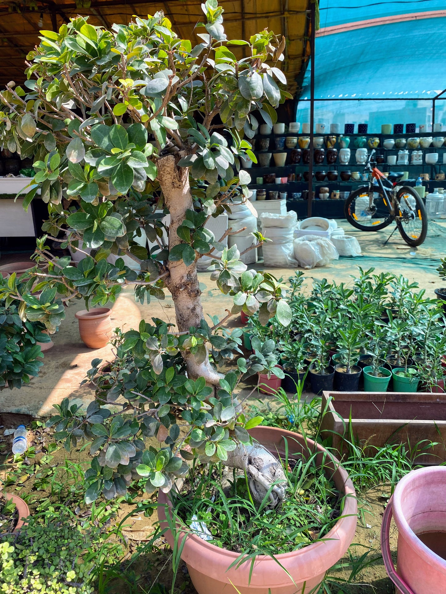 Ficus Bonsai Plant - XL