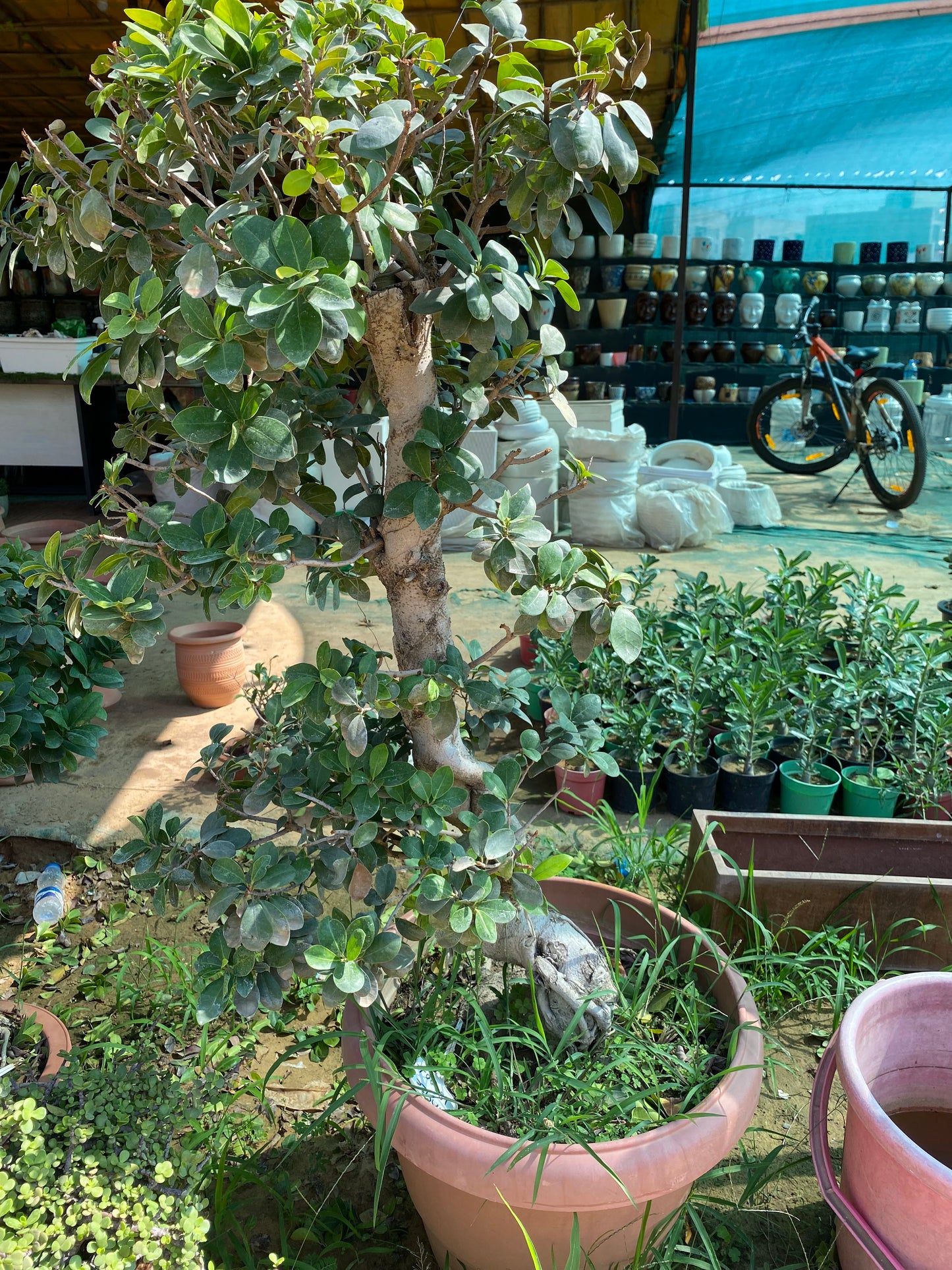 Ficus Bonsai Plant - XL