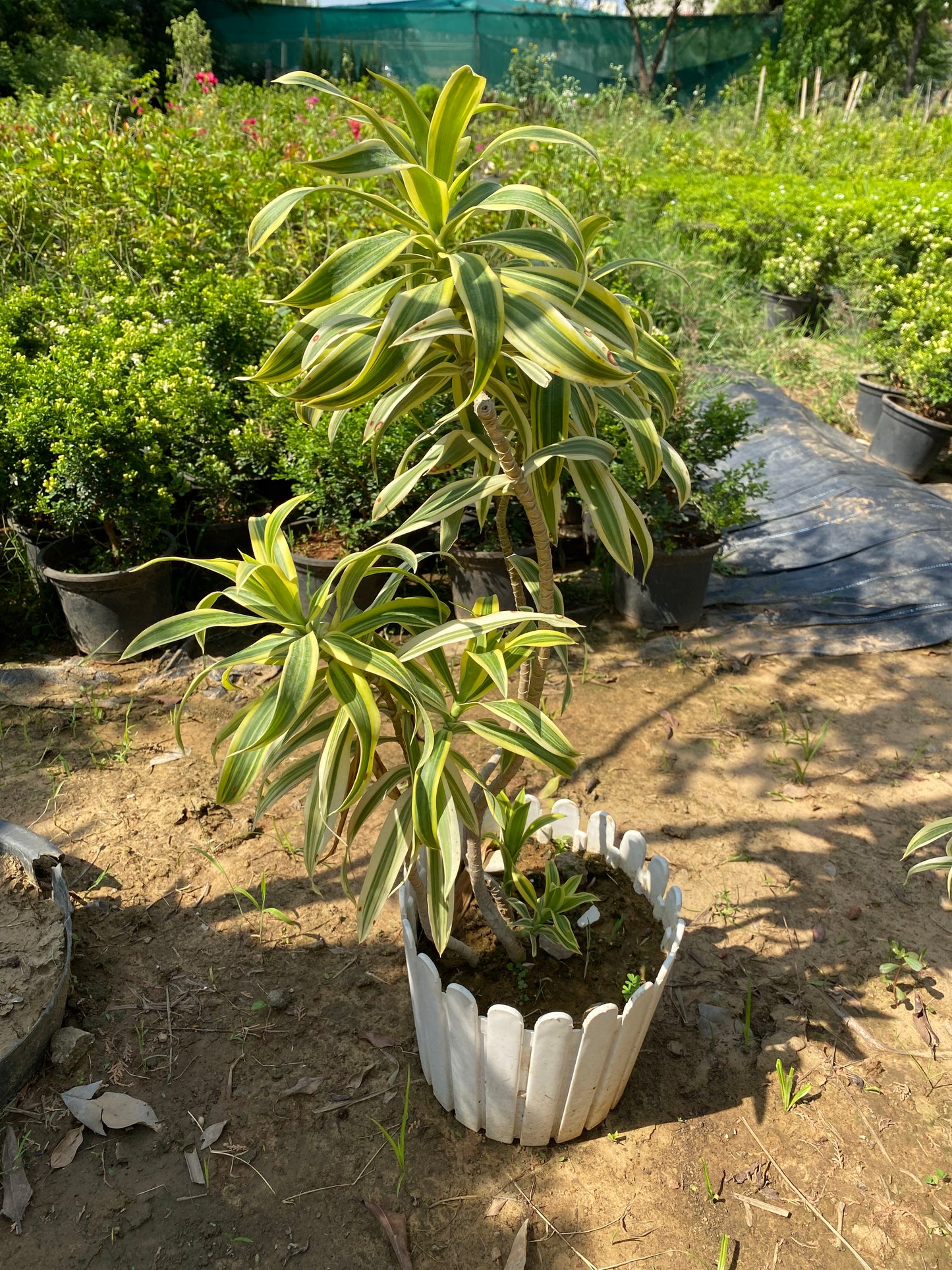 Song Of India Plant - Large