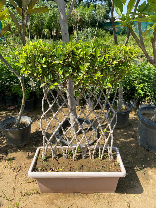 Ficus Grill Bonsai Plant - XL