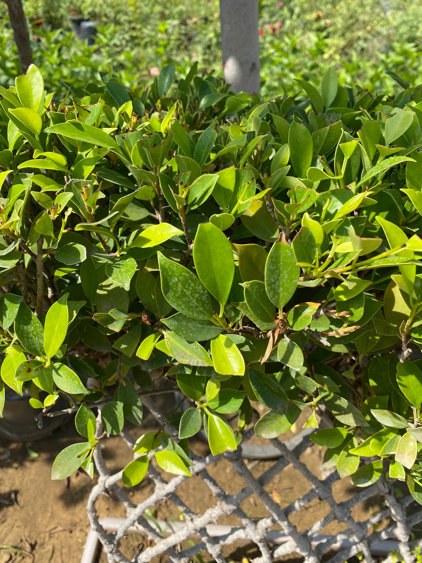Ficus Grill Bonsai Plant - XL