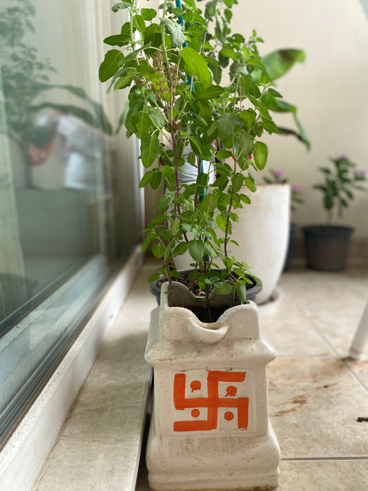 Holy Basil (Tulsi) Medicinal Plant - Medium