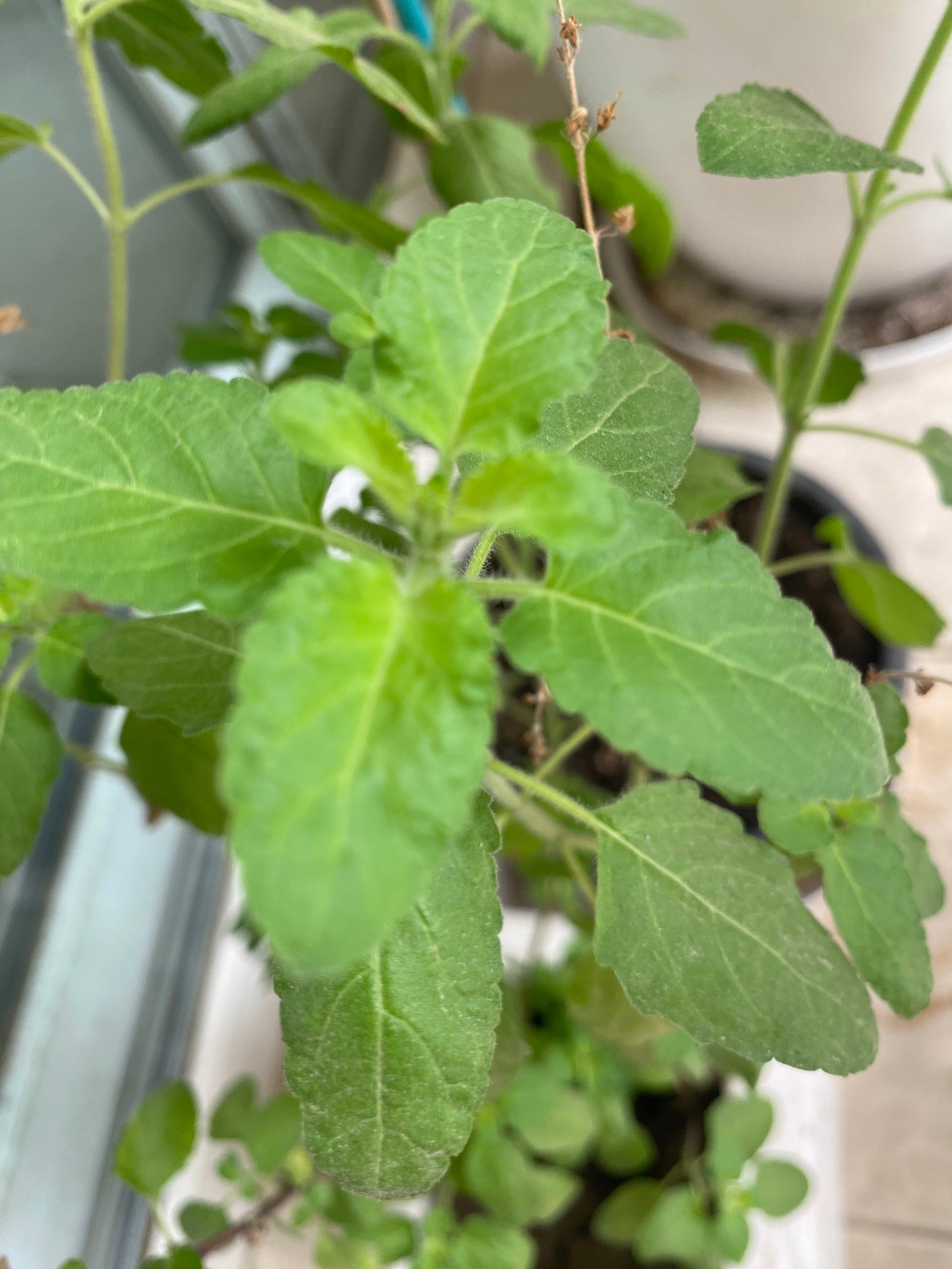 Holy Basil (Tulsi) Medicinal Plant - Medium