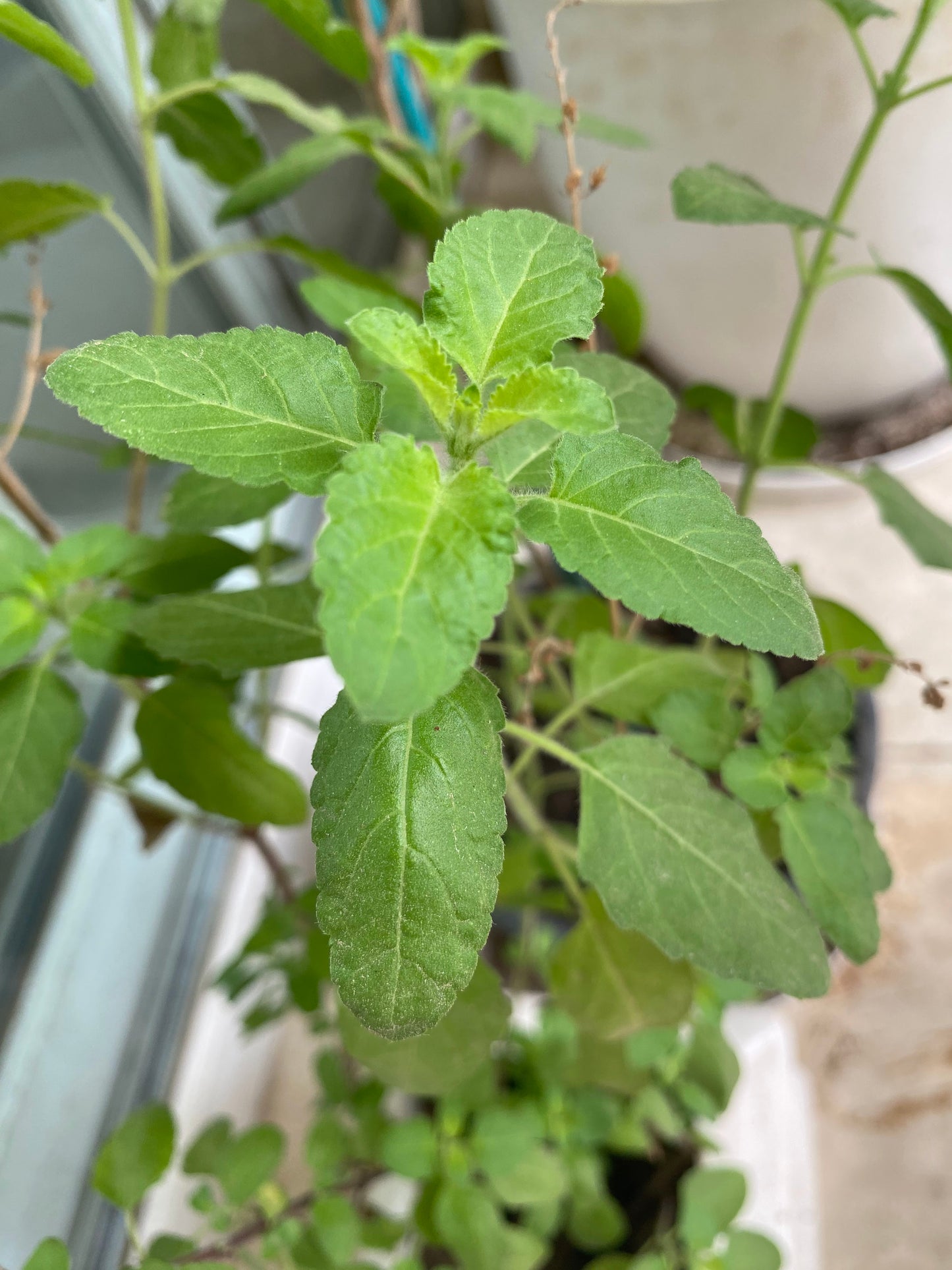 Holy Basil (Tulsi) Medicinal Plant - Medium