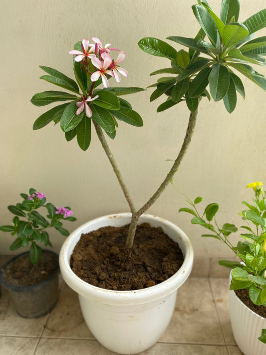 Jasmine (Champa) Flowering Plant - Large