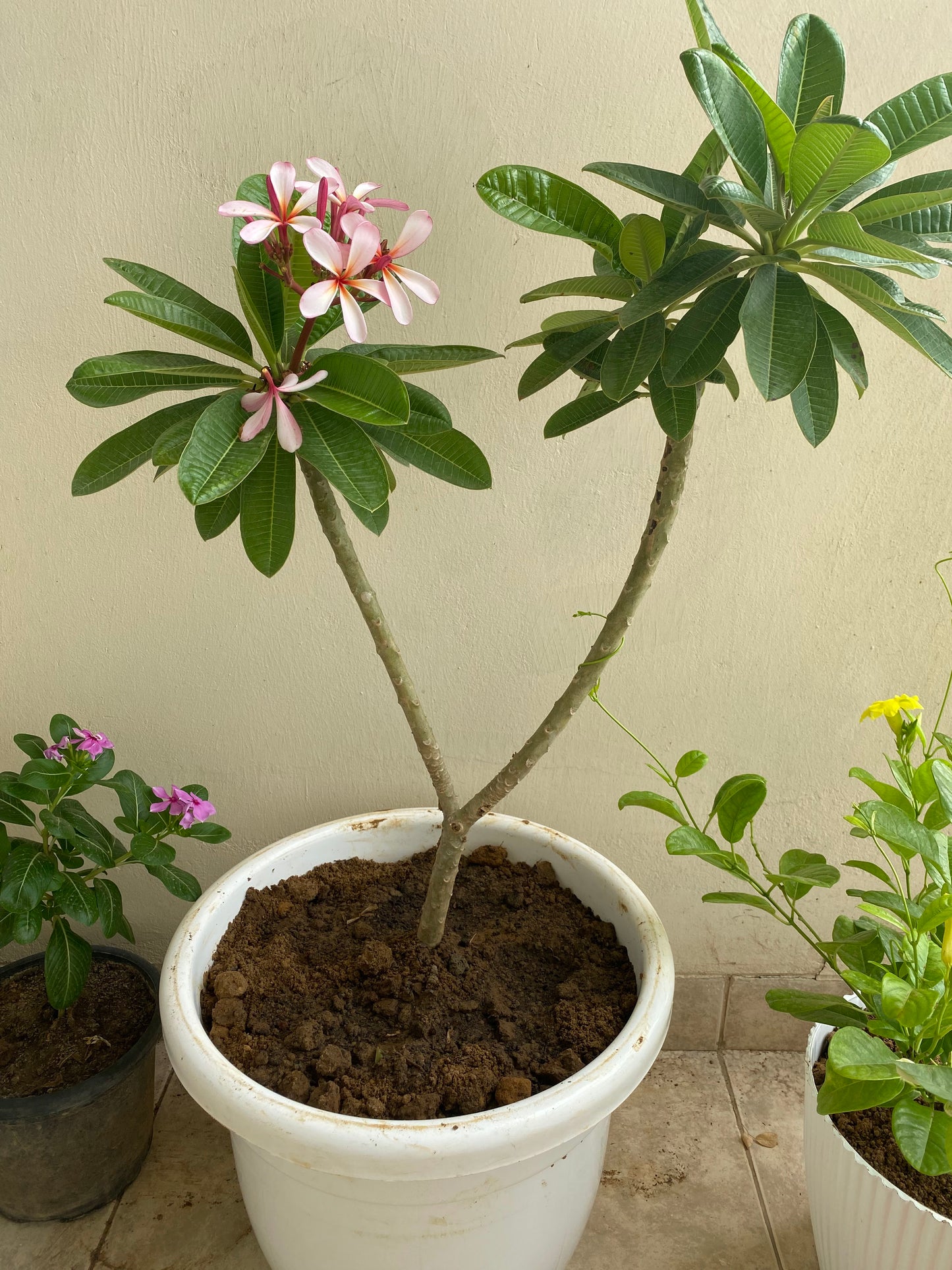 Jasmine (Champa) Flowering Plant - Large