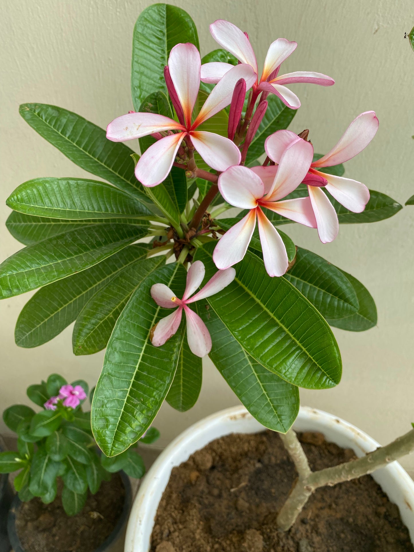 Jasmine (Champa) Flowering Plant - Large