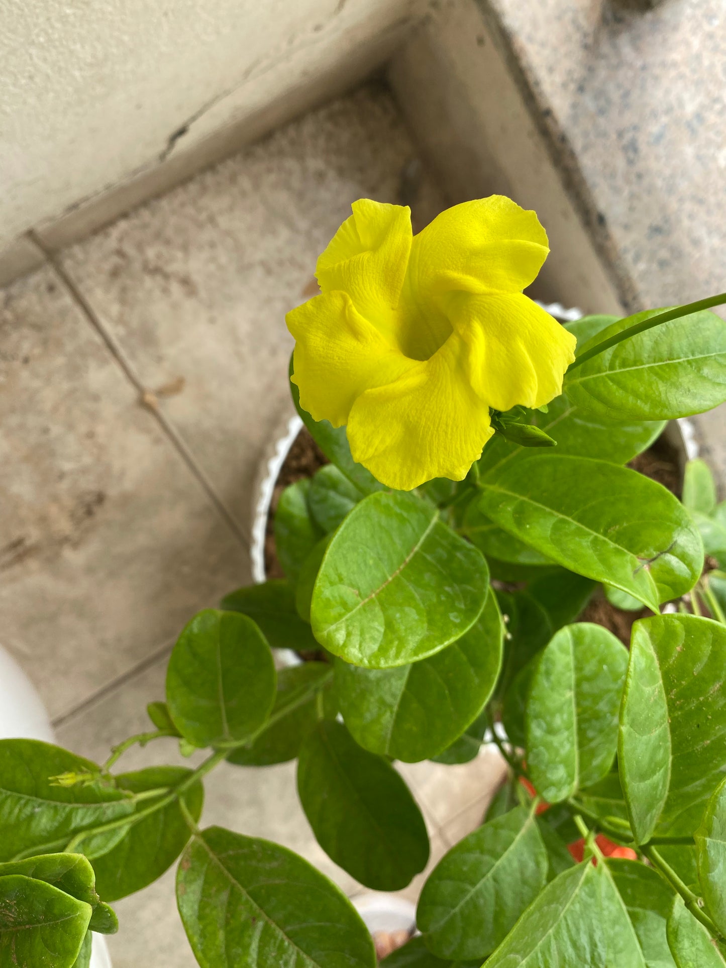 Allamanda Yellow Flowering Plant - Large