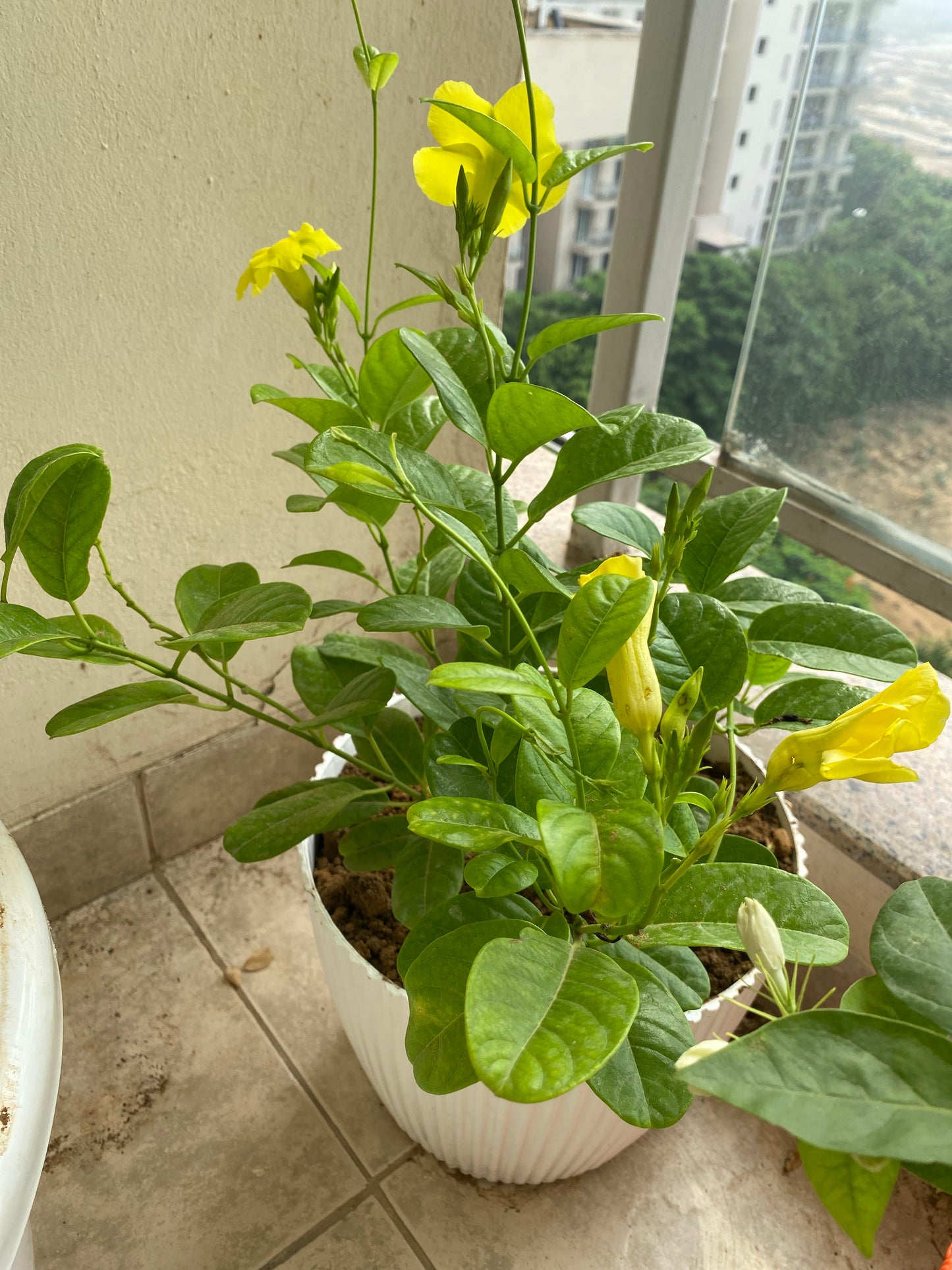 Allamanda Yellow Flowering Plant - Large