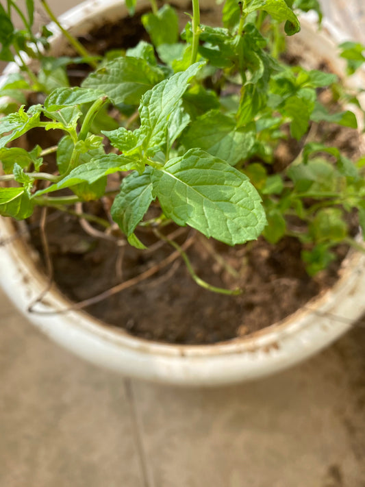 Peppermint (Pudina) Culinary Plant - Medium