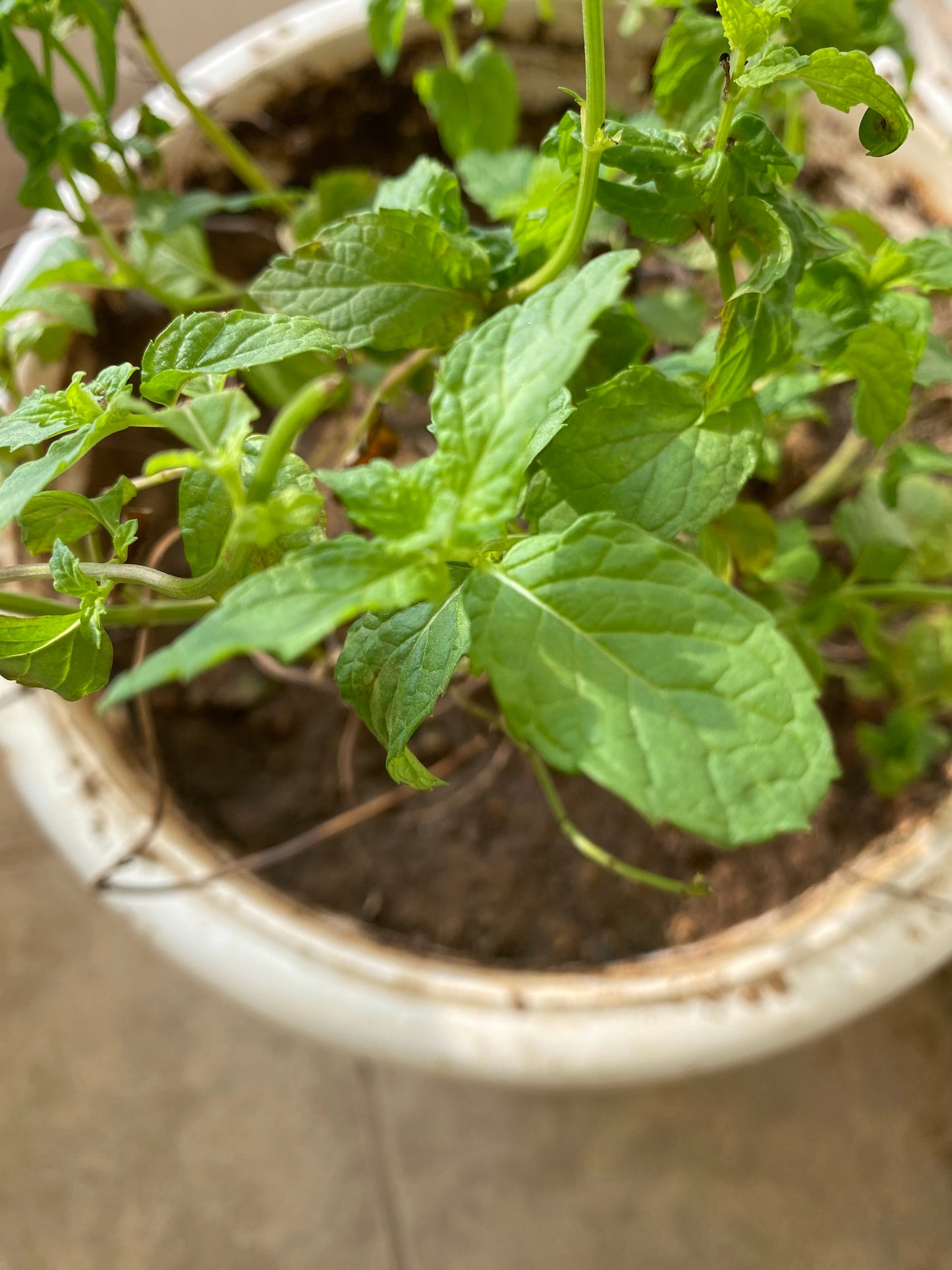 Peppermint (Pudina) Culinary Plant - Medium