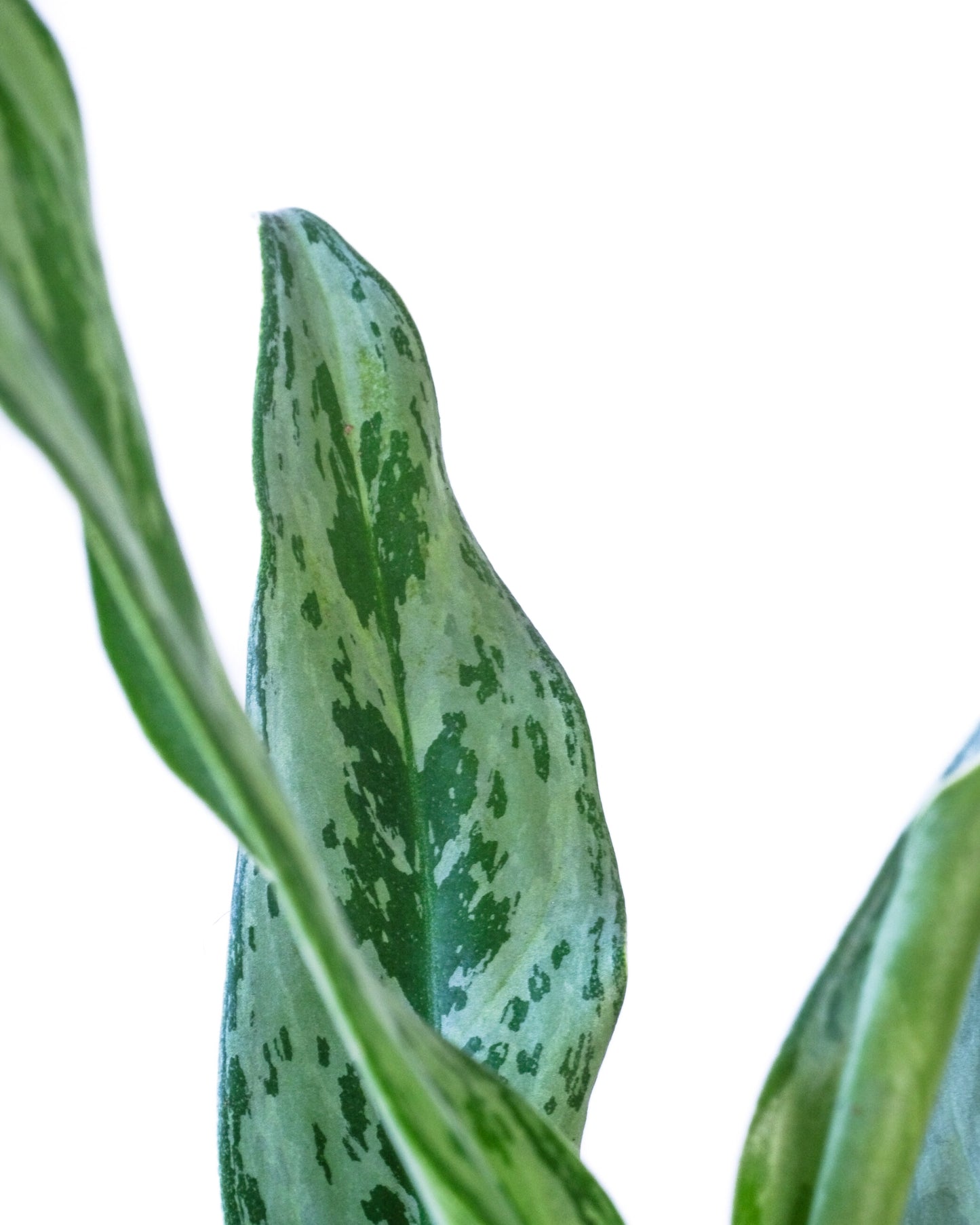 Aglonema Green Plant - Large