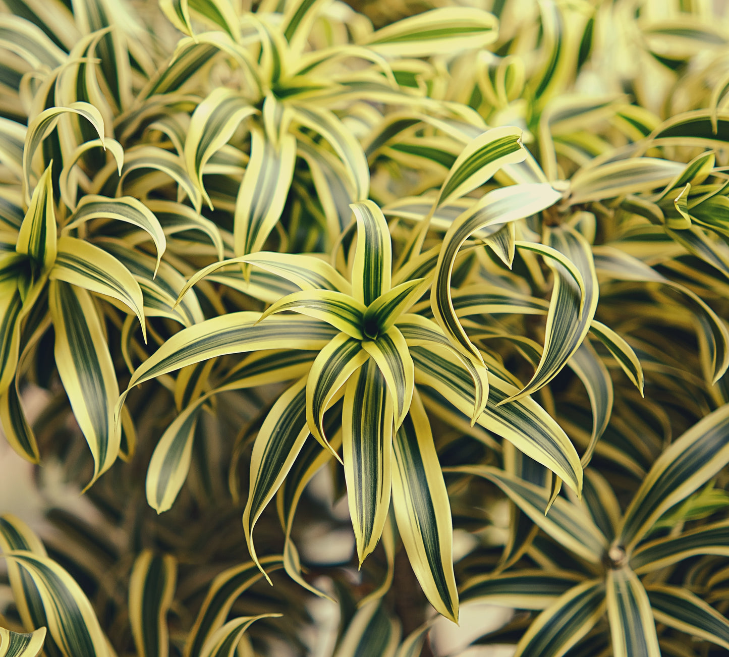 The Song of India Plant - Large