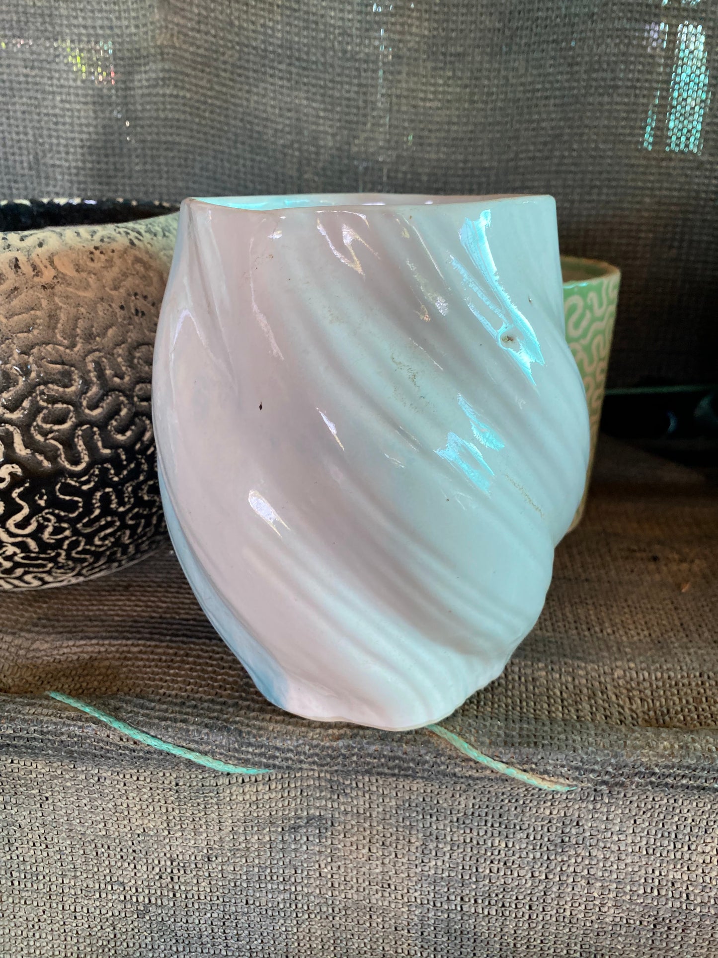 Bunny Ear Cactus - Medium