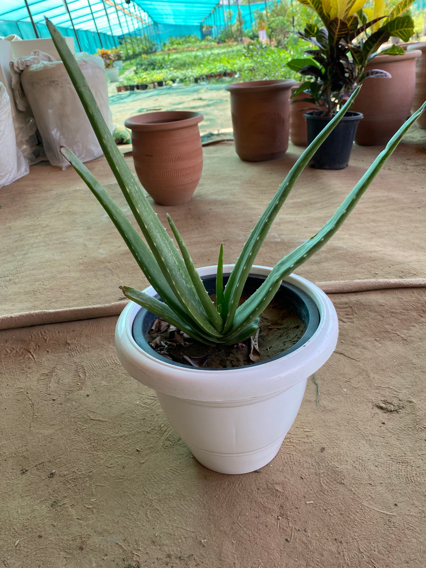 Aloe Vera Medicinal Plant - Medium