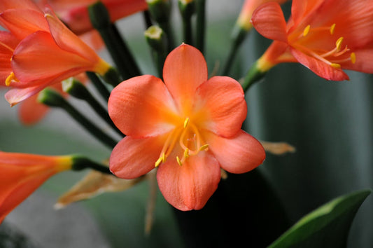 Blooms of India: Exploring the Vibrant World of Top Flowering Plants