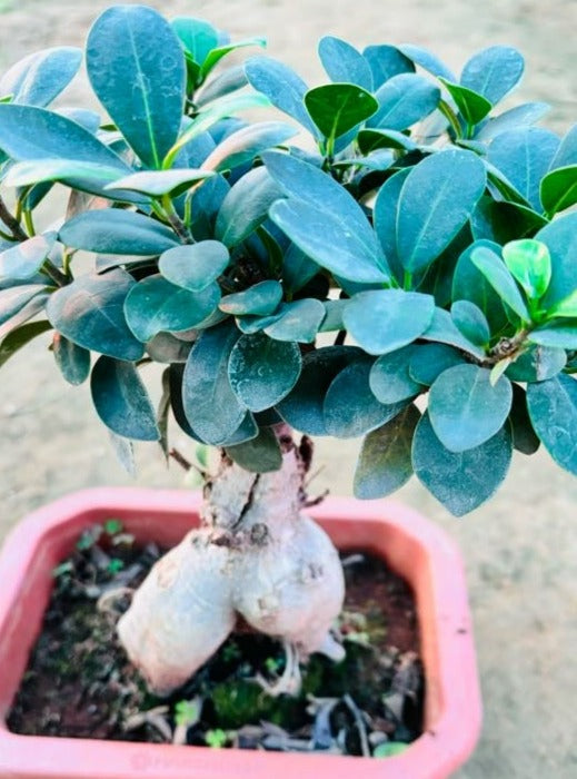 Ficus Microcarpa Bonsai Plant - Medium