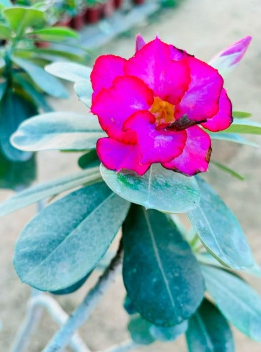 Adenium Flowering Bonsai Plant - XL