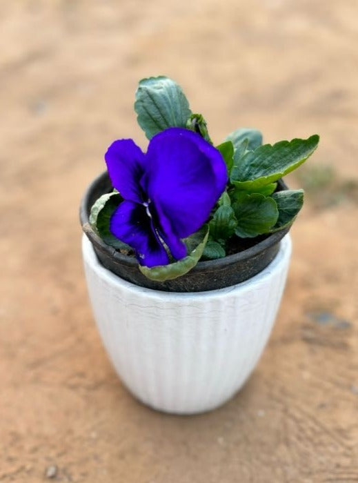 Pansy Purple Flowering Plant - Small