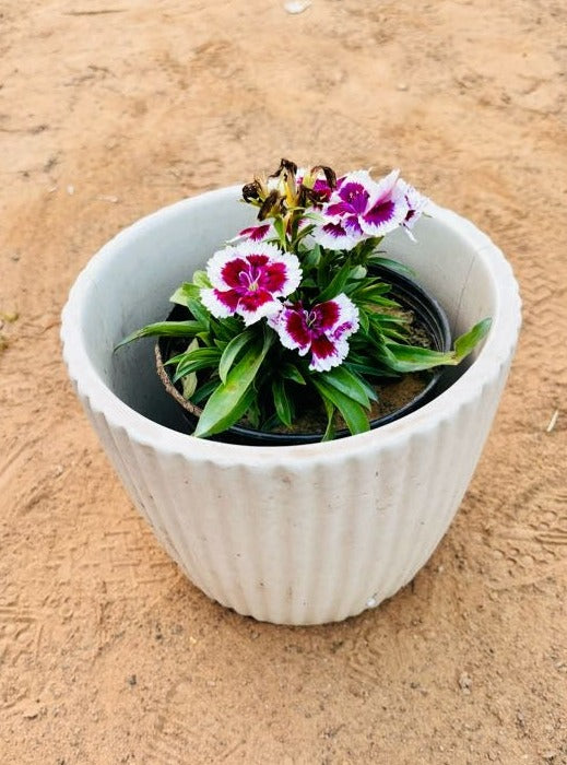 Dianthus White & Pink Flowering Plant - Small