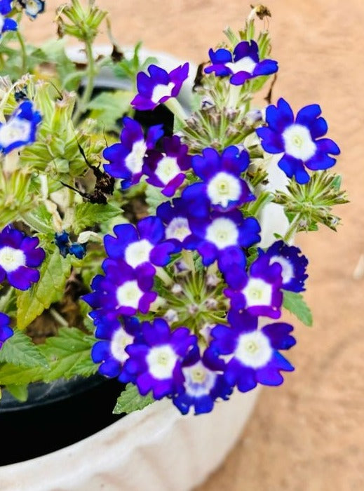 Lobelias Blue Flowering Plant - Small