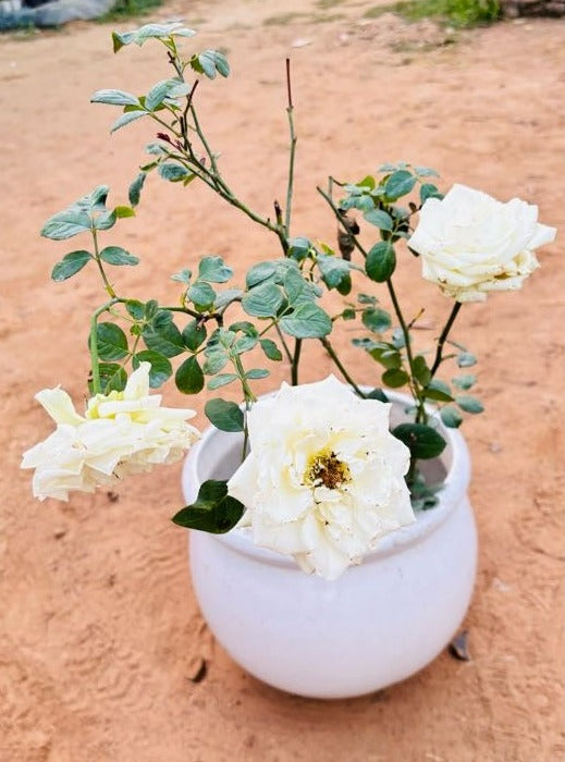 Rose White Flowering Plant - Medium