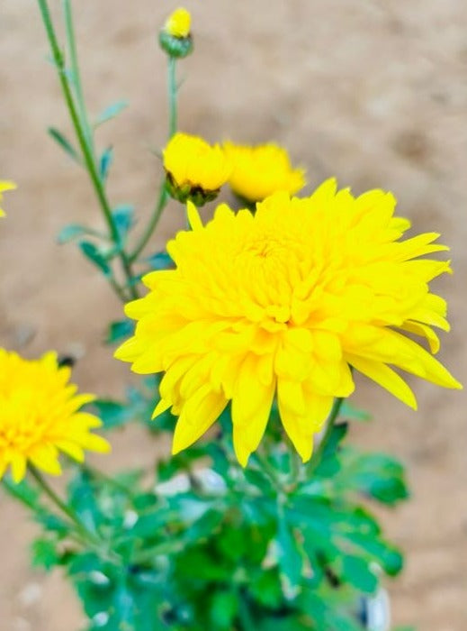 Guldavri Chrysanthemums Yellow Flowering Plant - Medium