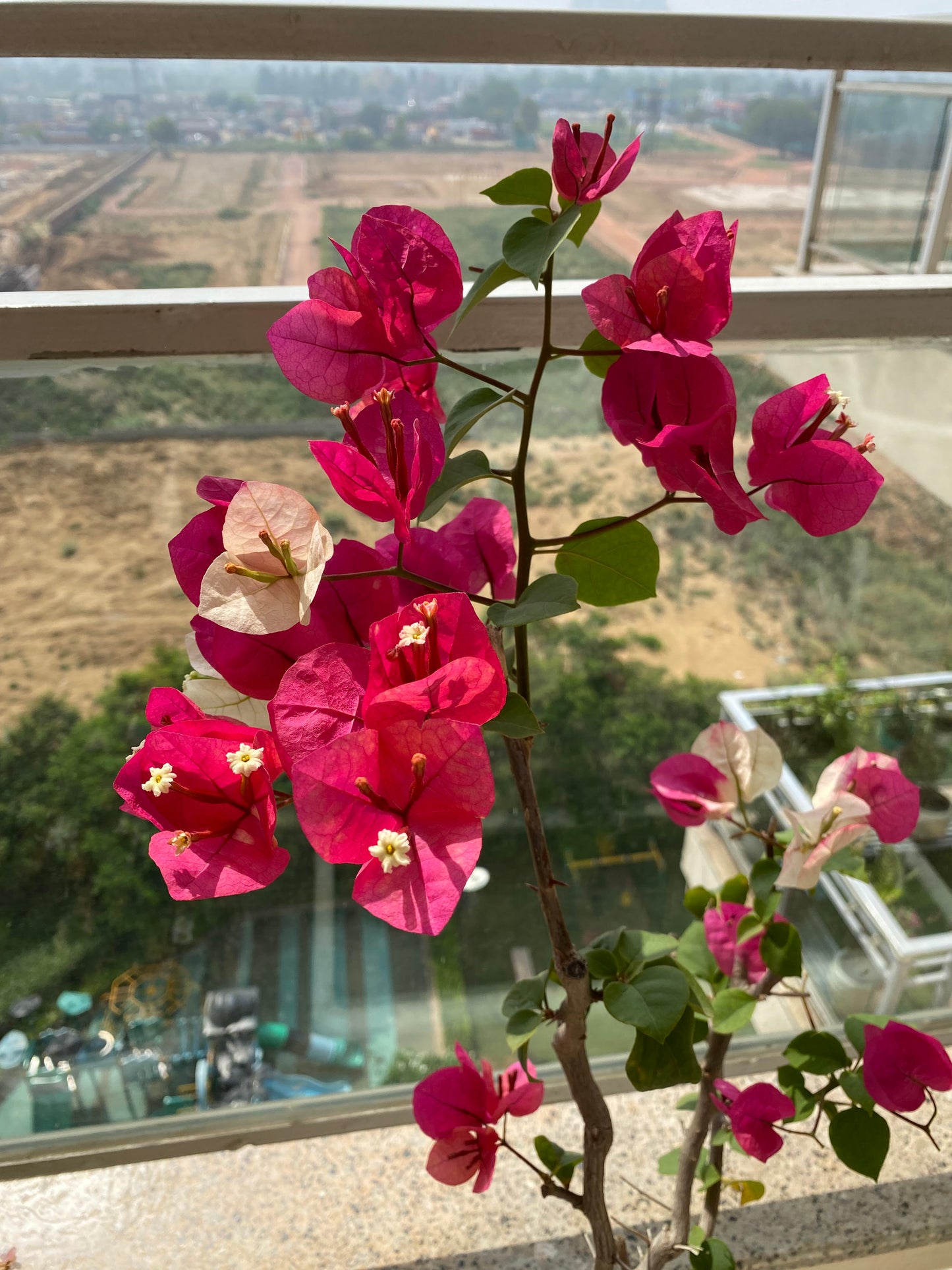 Bougainvillea Flowering Plant - XL