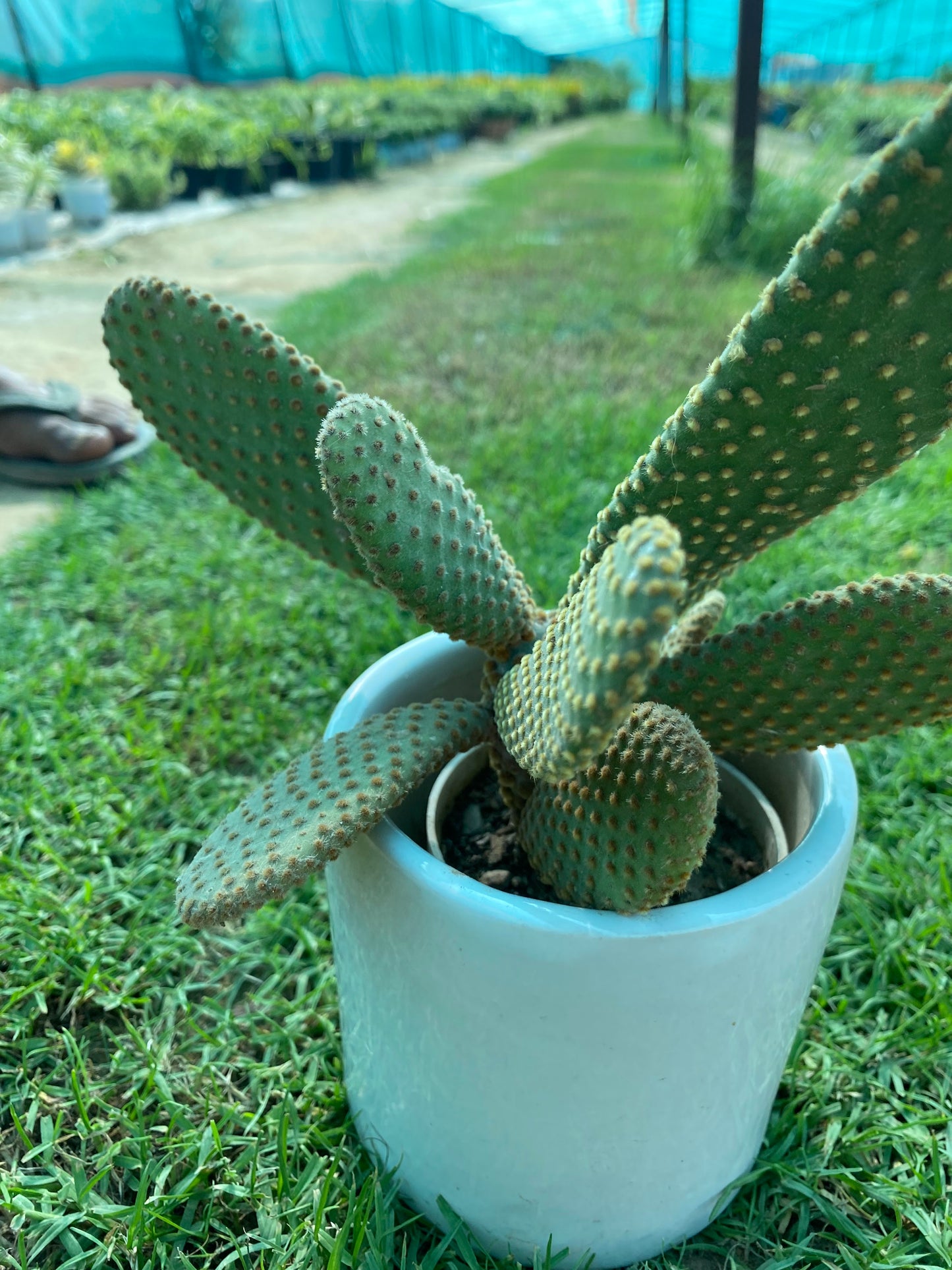 Bunny Ear Succulent Plant - Small