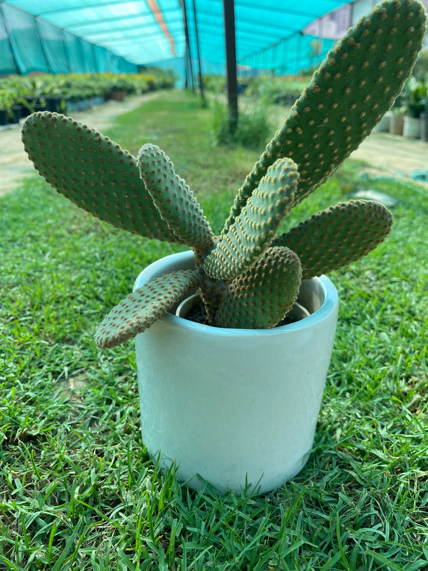 Bunny Ear Succulent Plant - Small