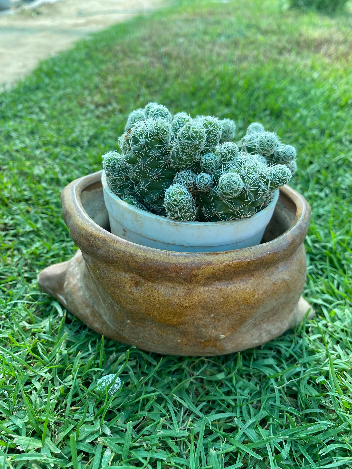 Thimble Cactus Plant - Small