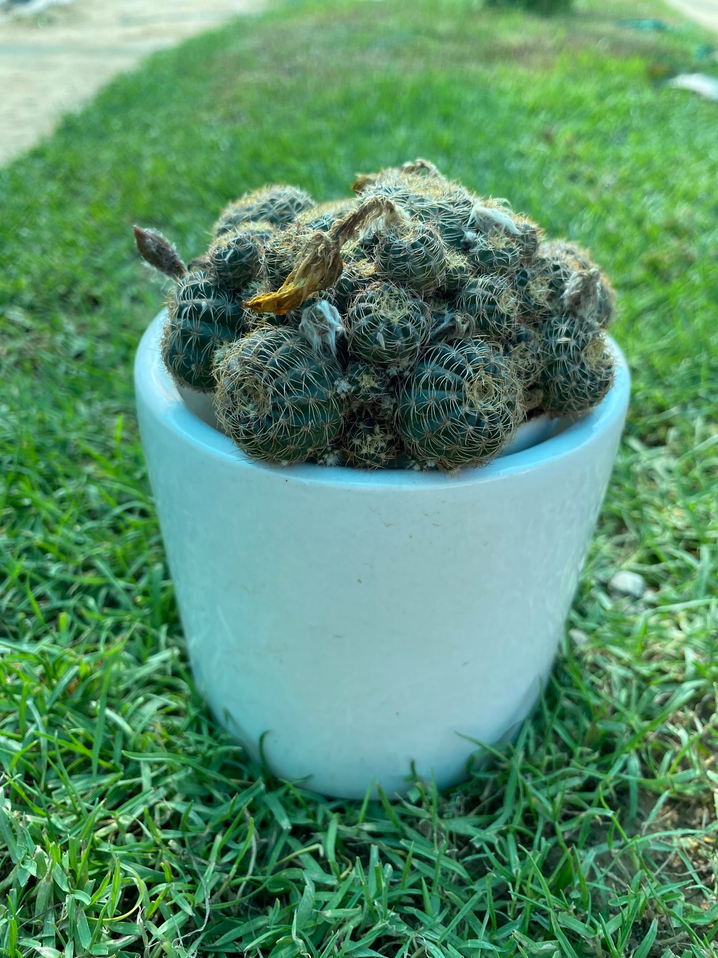 Gymnocalycium bruchii Cactus Plant - Small