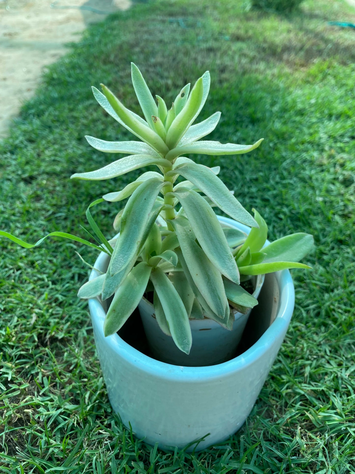 Needle Stonecrop Crassula Succulent Plant - Small