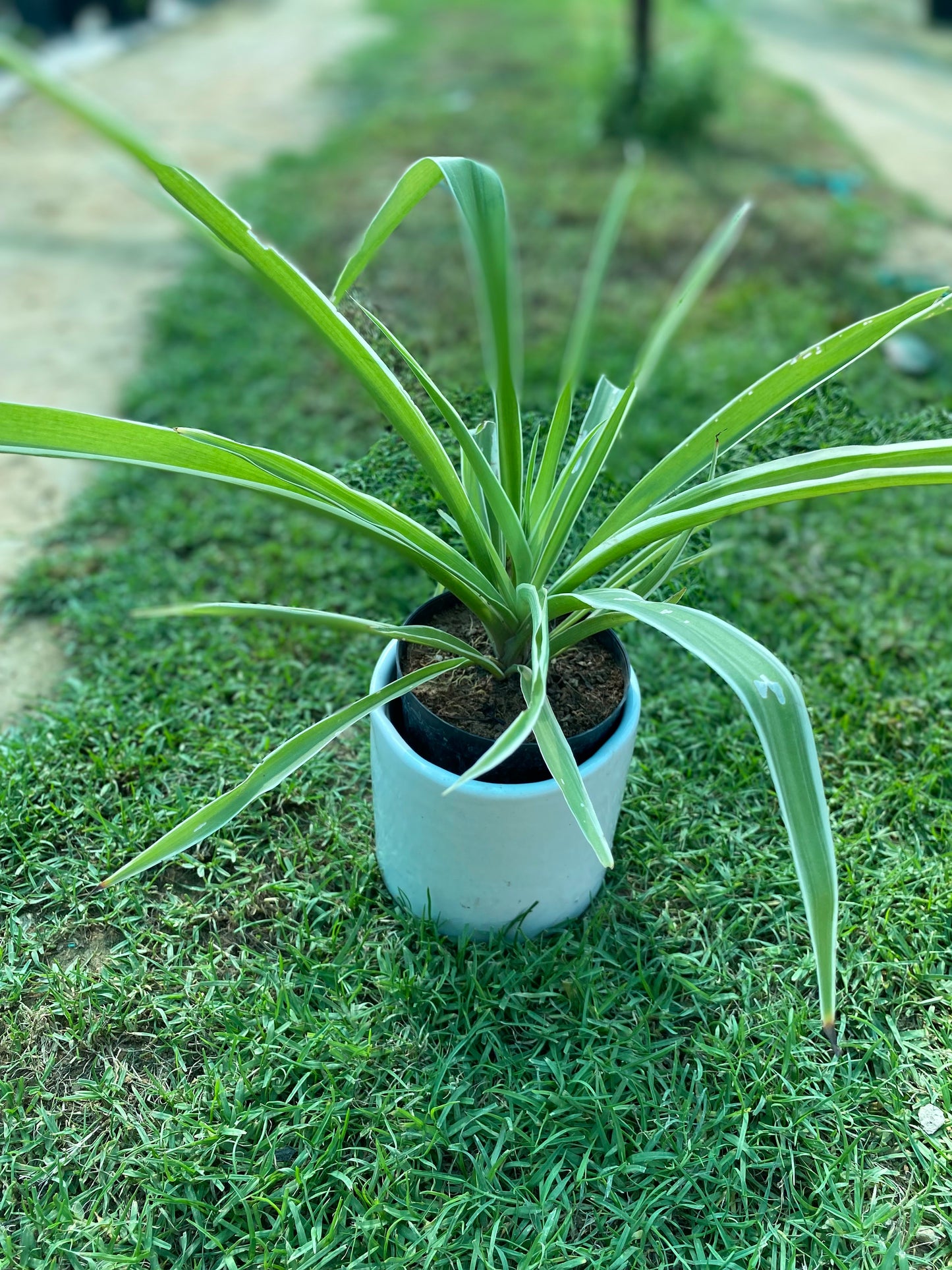 Spider Plant - Small