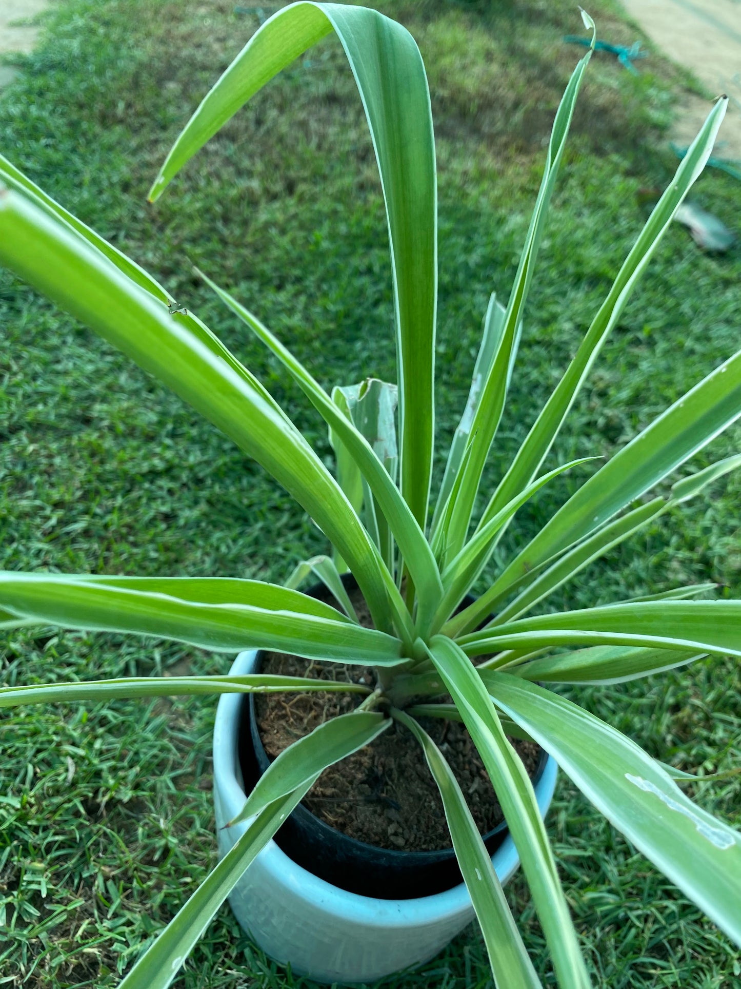 Spider Plant - Small