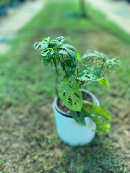 Broken Heart Plant - Medium