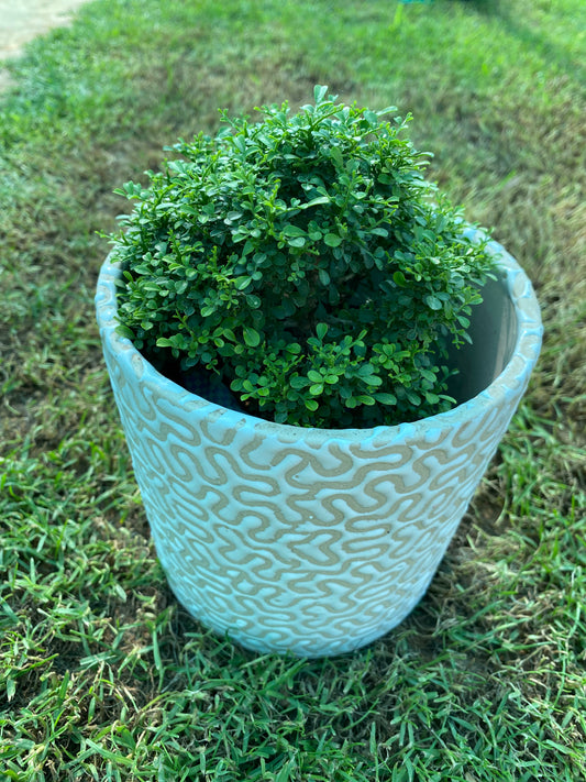 Littleleaf Boxwood Plant - Small