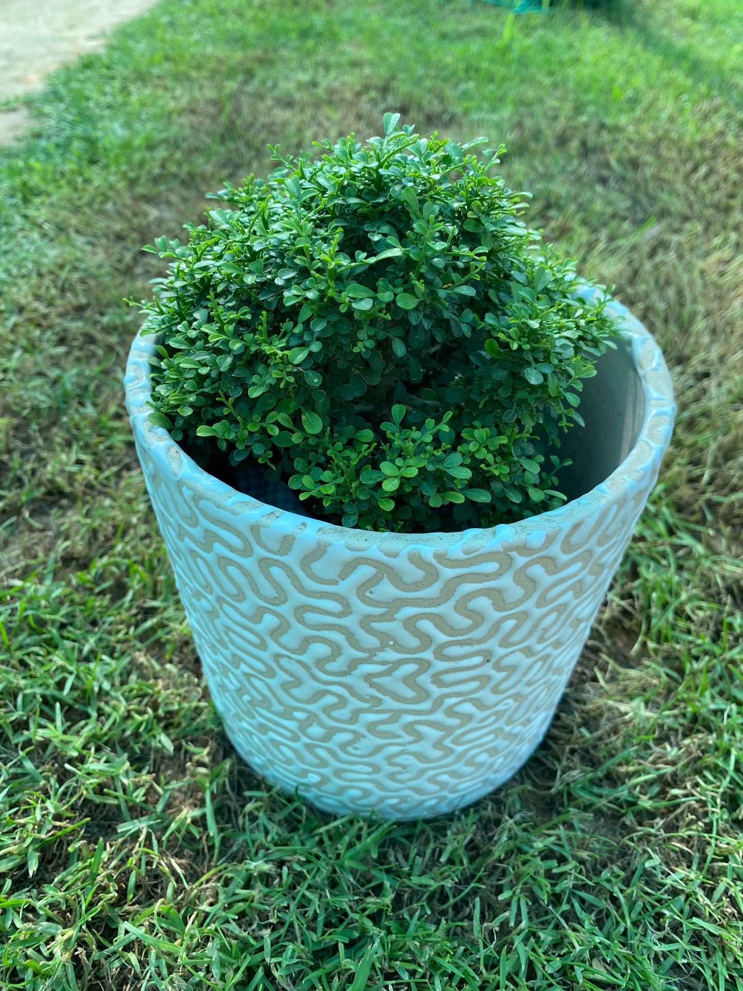 Littleleaf Boxwood Plant - Small