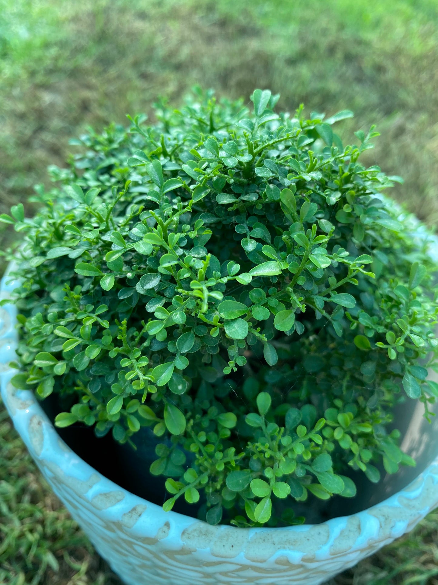 Littleleaf Boxwood Plant - Small