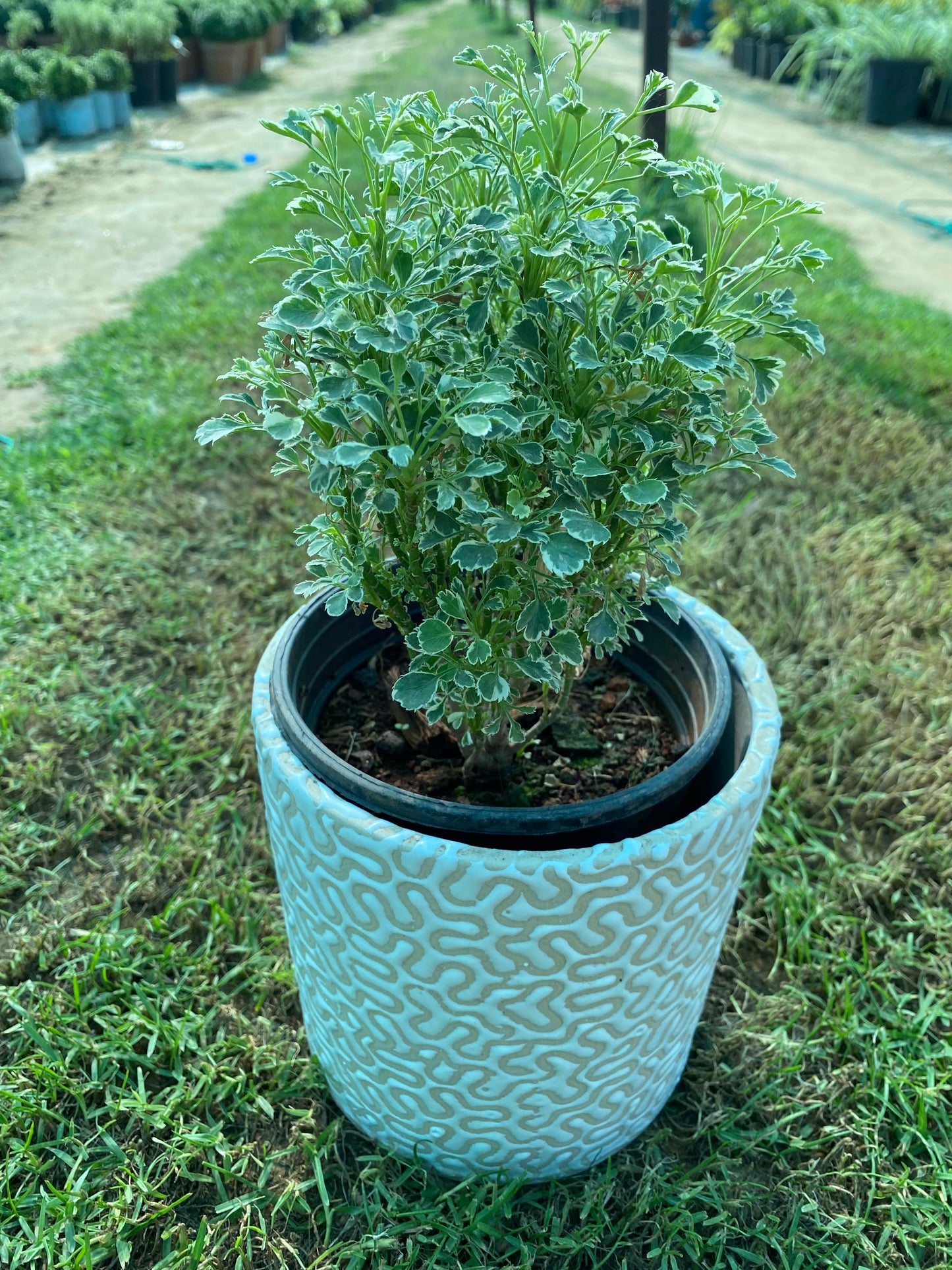 Aralia Plant - Small