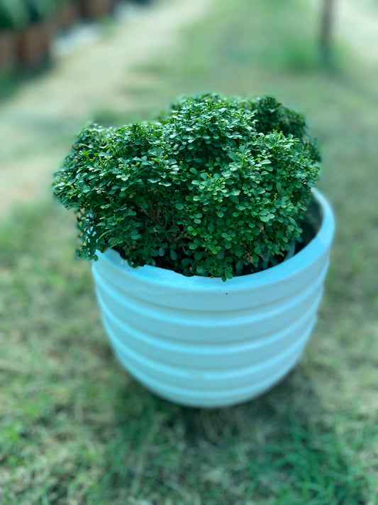 Littleleaf Boxwood Plant - Medium