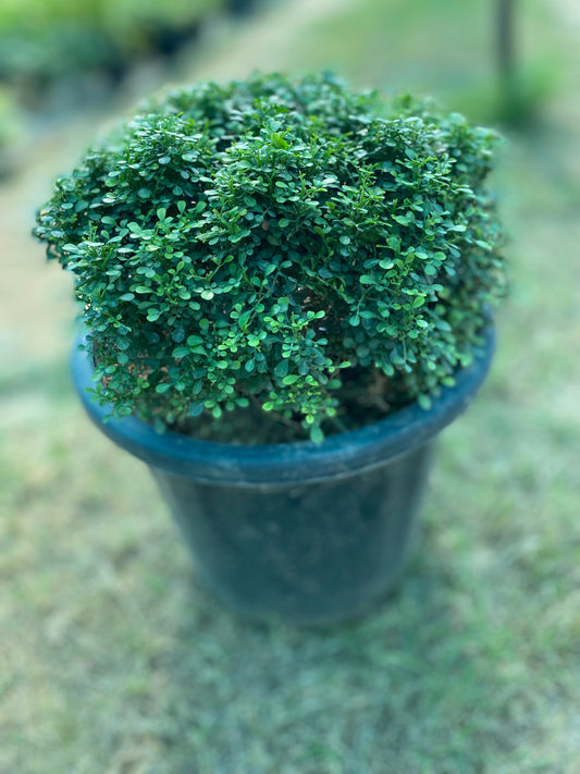 Littleleaf Boxwood Plant - Large